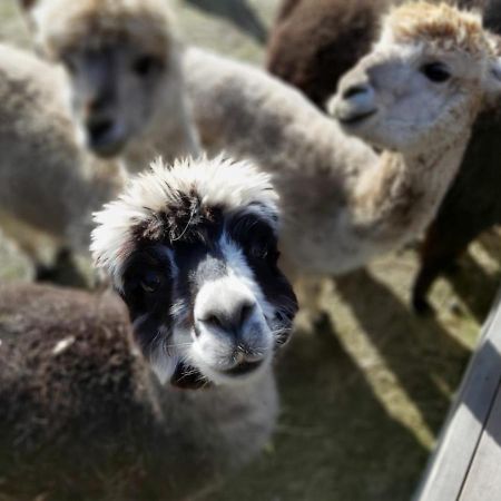 Ferienwohnung Bungenhof Alpacas Celle Exterior photo
